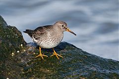 Purple Sandpiper